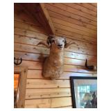 Mountain Sheep