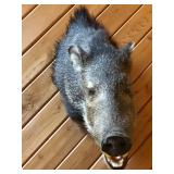 Javelina Peccary 