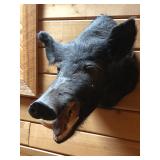 Javelina Peccary