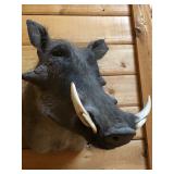 Warthog