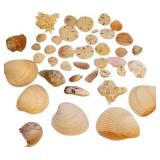 shell