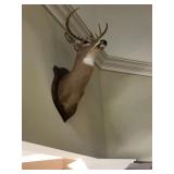 Several deer mounts