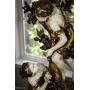 New Life Presents Historical Estate Sale