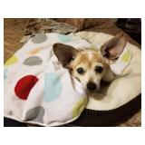 Meet Miss Peanut!  She is not for sale!