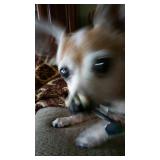 Miss Peanut is not for Sale!