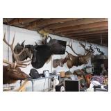 Dr. Pruitt Estate-Guns-Ammo-Reloading-Taxidermy