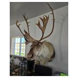 Large Carabou Shoulder Mount, 56"T, 40"W, 40"D $500.00