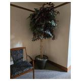 Large Ficus Trees $100.00 each