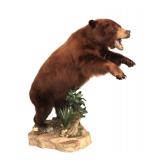  Lot 119 Large taxidermy Alaska brown bear life-size full body nice mount SouthJerseyAuction.com