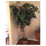 large ficus tree