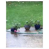 outdoor planters and plants