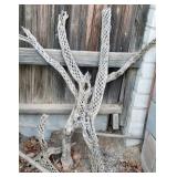 Cactus Skeleton