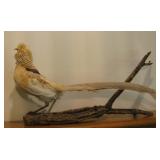 Taxidermy Golden Pheasant 