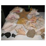 Sea Shells 
