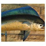 Taxidermy Angler Fish-Really Nice! 