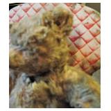 Antique Rare Steiff Bear 