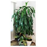 Several Healthy House Plants 