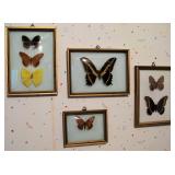 Real Framed Butterflies 