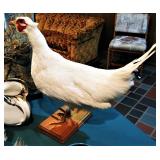Taxidermy White Pheasant 