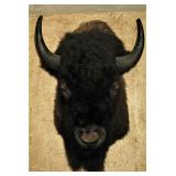 Taxidermy Bison Head Mount 