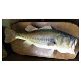 Largemouth Bass Taxidermy Fish Mount 