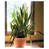 Large Sansevieria, Live Indoor Snake Plant 