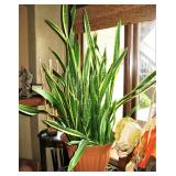 Large Sansevieria, Live Indoor Snake Plant 