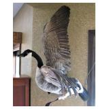 Taxidermy Canada Goose Mount 