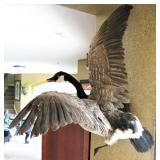 Taxidermy Canada Goose Mount 