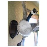 Taxidermy Canada Goose Mount 