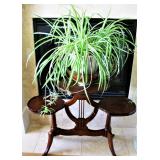 Healthy Spider Plant 