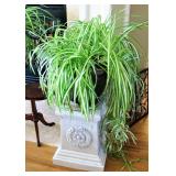Healthy Spider Plant 