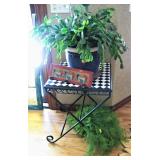 Christmas Cactus Plant - Very Healthy 