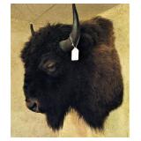 Taxidermy Bison Head Mount 