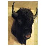 Taxidermy Bison Head Mount 