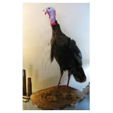 Full Body Turkey Taxidermy Mount