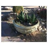 Live plant