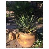 Live plant