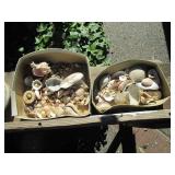 Shell Collection