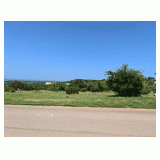 Blazing Star, Horseshoe Bay TX