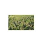 Vacant Land, Rusk TX