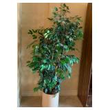 Ficus Tree