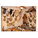 Peoria Estate Sale Collectibles Dream Sale and Taxidermy *****(50% OFF SATURDAY)******