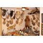Peoria Estate Sale Collectibles Dream Sale and Taxidermy *****(50% OFF SATURDAY)******