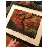 Photograph framed of fall maple tree