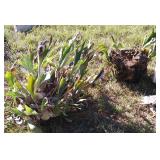 Staghorn Ferns