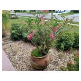 HUGE Desert Rose Plant