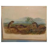 Audubon, Quadrupeds of North America 1845-54 original. Approximately 22x28 inches before matted.