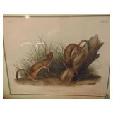 Audubon, Quadrupeds of North America 1845-54 original. Approximately 22x28 inches before matted.