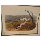 Audubon, Quadrupeds of North America 1845-54 original. Approximately 22x28 inches before matted.